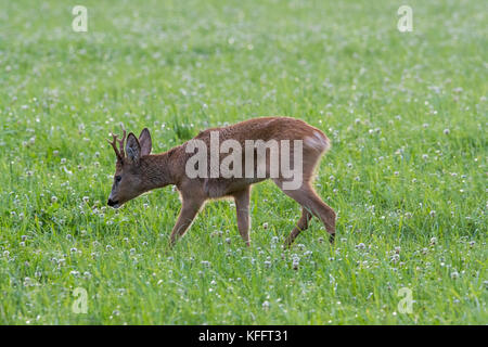 Das roebuck Folgen der Roe doe in der Paarungszeit im August, Scania in Schweden Stockfoto