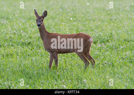 Das roebuck Folgen der Roe doe in der Paarungszeit im August, Scania in Schweden Stockfoto