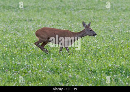 Das roebuck Folgen der Roe doe in der Paarungszeit im August, Scania in Schweden Stockfoto