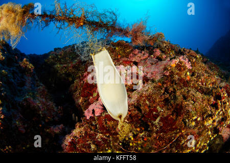 Eikasten von mehr Katzenhai, Adria, Mittelmeer, Dalmatien, Kornaten, Kroatien Stockfoto