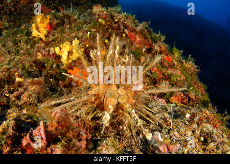 Rote Lanze Seeigel, stylocidaris affinis, Adria, Mittelmeer, sestrice, Dalmatien, Kroatien Stockfoto