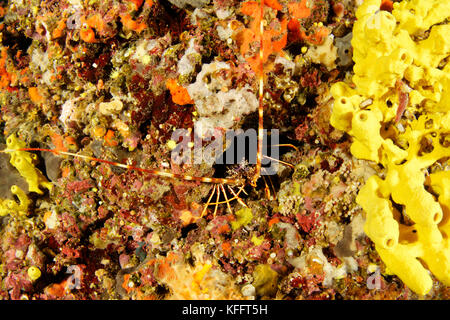 Europäische Langusten, Palinurus-arten elephas, Adria, Mittelmeer, Biograd, Kroatien Stockfoto