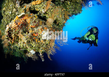 Gelbe Meerpeitsche, Eunicella cavolini, Korallenriff und Taucher, Adria, Mittelmeer, Insel Brac, Kroatien Stockfoto