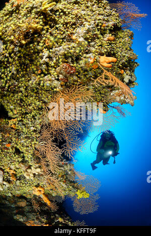 Gelbe Meerpeitsche, Eunicella cavolini, Korallenriff und Taucher, Adria, Mittelmeer, Insel Brac, Kroatien Stockfoto