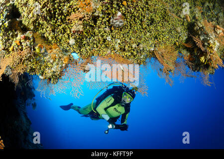 Gelbe Meer Peitsche, eunicella Cavolini, coralreef und Scuba Diver, Adria, Mittelmeer, Insel Brac, Kroatien Stockfoto