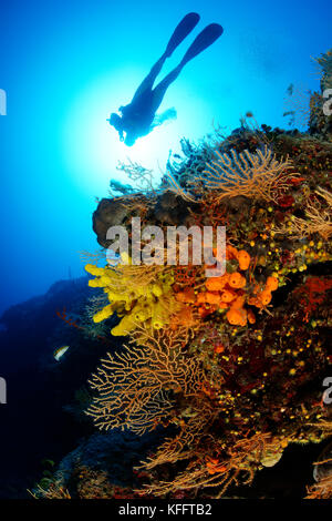 Gelbe Meer Peitsche, eunicella Cavolini, coralreef und Scuba Diver, Adria, Mittelmeer, Insel Brac, Kroatien Stockfoto