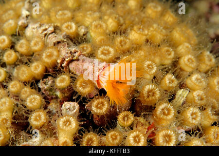 Kissen Koralle mit Rohrwurm, Cladocora caespitosa und Protula Sp., Adria, Mittelmeer, Insel Brac, Dalmatien, Kroatien Stockfoto