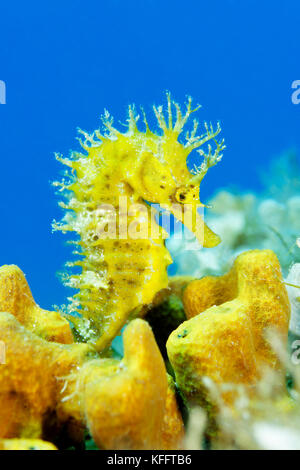 Long-snouted Seahorse, Hippocampus guttulatus, Insel Brac, Dalmatien, Adria, Mittelmeer, Kroatien Stockfoto