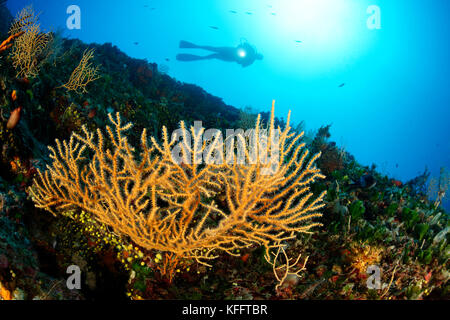 Gelbe Meerpeitsche, Eunicella cavolini, Korallenriff und Taucher, Adria, Mittelmeer, Insel Brac, Dalmatien, Kroatien Stockfoto