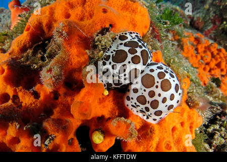 Kuh Schnecke, peltodoris atromaculata, Adria, Mittelmeer, Insel Brac, Kroatien Stockfoto