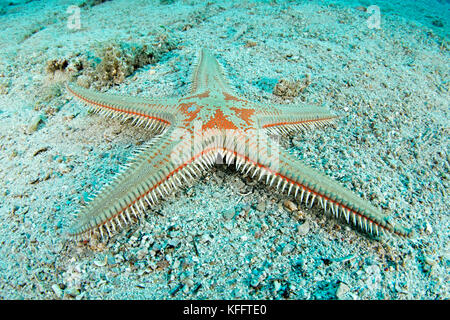 Kamm Stern, astropecten aranciacus, Adria, Mittelmeer, Insel Brac, Dalmatien, Kroatien Stockfoto