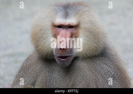 Hamadryas Pavian Papio hamadryas Singapur Zoo MA 003474 Stockfoto