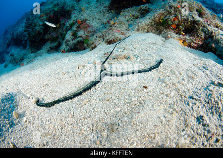 Grüner Löffelwurm, Bonellia viridis am Meeresboden, Adria, Mittelmeer, Insel Brac, Dalmatien, Kroatien Stockfoto