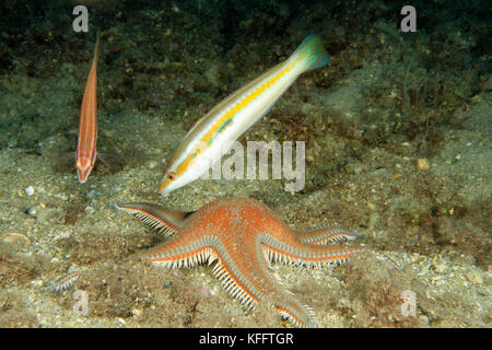 Kamm Star und mediterrane Meerjunker, astropecten aranciacus und coris Julis, Adria, Mittelmeer, Selce, Kroatien Stockfoto