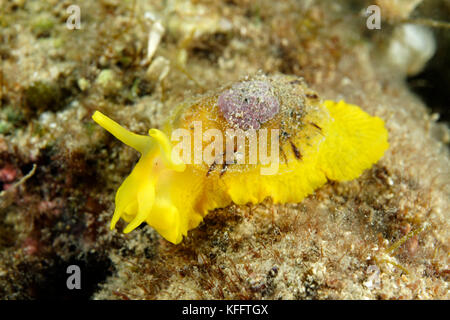 Yellow Umbrella slug, Tylodina perversa, Adria, Mittelmeer, Selce, kvaner Bucht, Kroatien Stockfoto