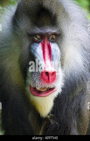 Mandrill - dominierende männliche Mandrillus sphinx Singapur Zoo MA 003489 Stockfoto