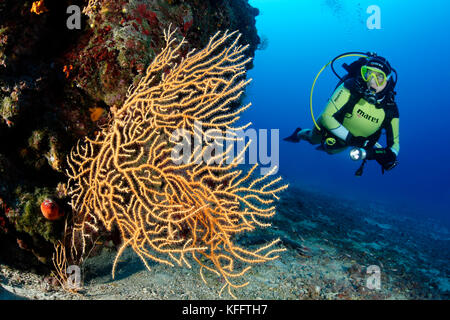 Yellow Sea FAN, Eunicella cavolini und Taucher, Adria, Mittelmeer, Selce, Kvaner Golf, Kroatien Stockfoto