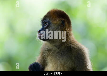 Schwarz - übergeben Spider Monkey Ateles geoffroyi Singapur Zoo MA 003493 Stockfoto