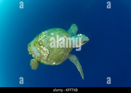 Mit Karettschildkröte, Caretta Caretta Schildkröte barnacle mit chelonibia testudinaria, Adria, Mittelmeer, Kroatien, Istrien, Kroatien Stockfoto