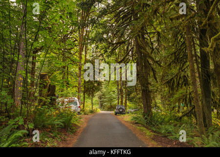 Hamma Hamma Campground, gemäßigter Regenwald im Olympic National Forest, Staat Washington, USA Stockfoto