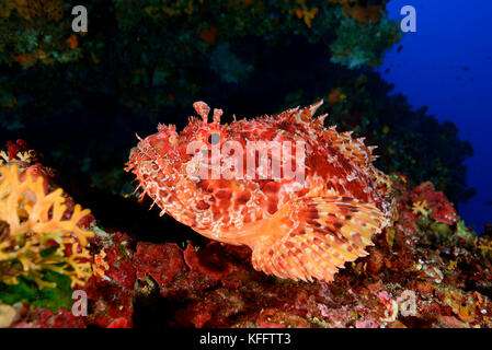 Roter Drachenkopf, scorpaena scrofa in coralreef, Lastovo, Adria, Mittelmeer, Dalmatien, Kroatien Stockfoto