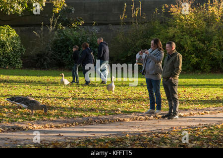 Paar in der herbstlichen Sonne, Frau mit Handy Foto von graugänse auf Gras zu nehmen - Tower Gardens, York, North Yorkshire, England, UK. Stockfoto