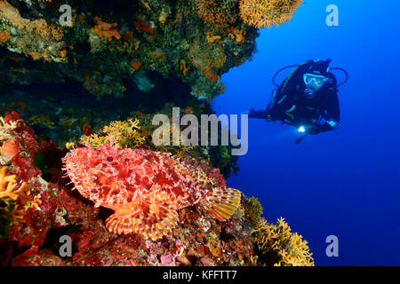 Rote Skorpionfische, Skorpaena scrofa in Koralriff und Taucher, Lastovo, Adria, Mittelmeer, Dalmatien, Kroatien Stockfoto