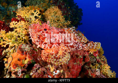 Rote Skorpionfische, Skorpaena scrofa in Koralriff, Lastovo, Adria, Mittelmeer, Dalmatien, Kroatien Stockfoto