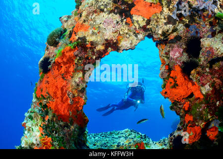 Coralreef mit Bogen und Scuba Diver, Adria, Mittelmeer, Insel Lastovo, Dalmatien, Kroatien, Herr Ja Stockfoto