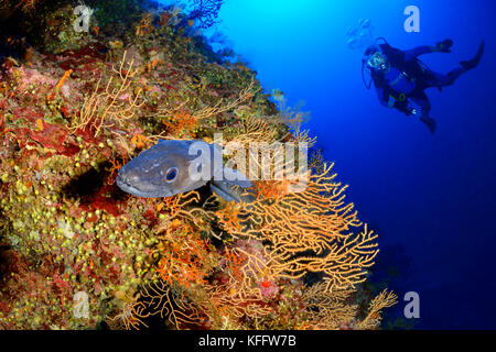 Europäische Meeraal und gelben Meer Peitsche, conger Conger und eunicella Cavolini, coralreef und Scuba Diver, Insel bijelac, Adria, Kroatien Stockfoto