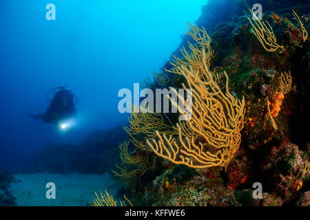 Yellow Sea FAN, Eunicella cavolini und Taucher, Adria, Mittelmeer, Sveta Marina, Labin, Istrien, Kroatien Stockfoto