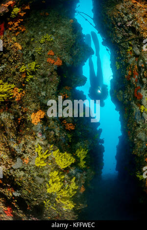 Goldener Schwamm, Aplysina aerophoba, Koralriff und Taucher in Canyon, Adria, Mittelmeer, Kornati-Inseln, Dalmatien, Kroatien Stockfoto