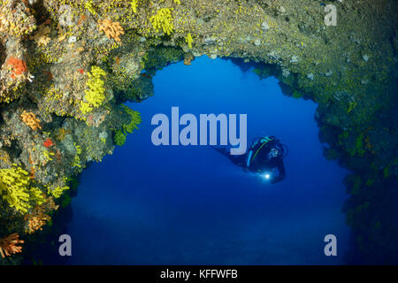 Goldener Schwamm, Aplysina aerophoba, Korallenriff und Taucher in Grotto, Adria, Mittelmeer, Kornati-Inseln, Dalmatien, Kroatien Stockfoto