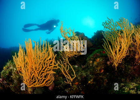 Yellow Sea FAN, Eunicella cavolini und Taucher, Adria, Mittelmeer, Sveta Marina, Labin, Istrien, Kroatien Stockfoto