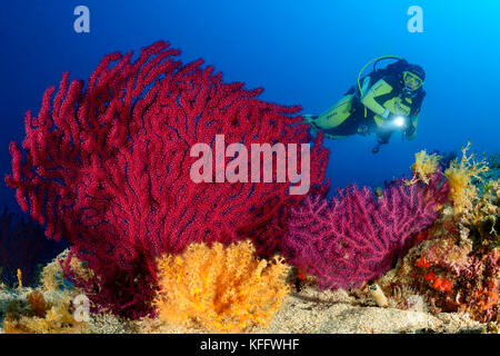 Violescent meer Peitsche, Paramuricea Clavata, Coral Reef und Scuba Diver, Adria, Kornaten, Dalmatien, Kroatien Stockfoto