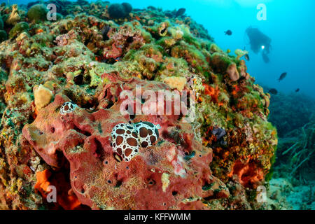 Kuhschnecke, Peltodoris atromaculata auf Petrosia ficiformis und Taucher, Adria, Mittelmeer, Insel Brac, Kroatien Stockfoto