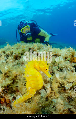 Langschnuppiges Seepferd, Hippocampus guttulatus und Taucher, Insel Brac, Dalmatien, Adria, Mittelmeer, Kroatien Stockfoto