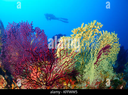 Gold Korallen und Violescent meer Peitsche, Savalia savaglia und Paramuricea Clavata und Scuba Diver, Adria, Mittelmeer, Kornaten, Dalmat Stockfoto