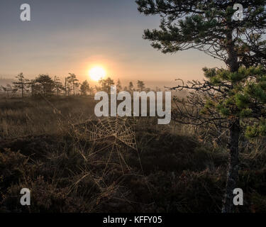 Szenische Ansicht vom Sumpf im Herbst morgen in torronsuo Nationalpark, Finnland Stockfoto