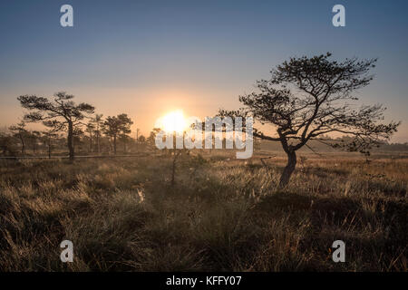 Szenische Ansicht vom Sumpf im Herbst morgen in torronsuo Nationalpark, Finnland Stockfoto