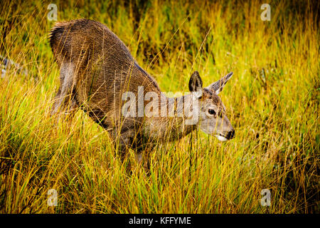 Red deer Hind im Glen etive Highlands von Schottland im Spätherbst. Stockfoto