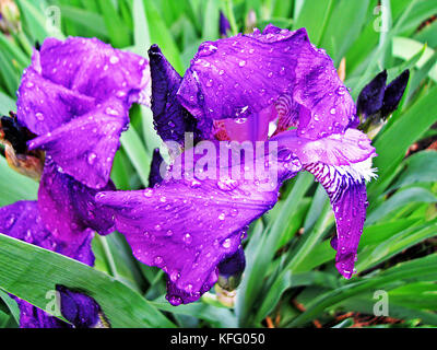 Schöne Blumen von Iris violett nach dem Regen an einem Sommermorgen. Stockfoto