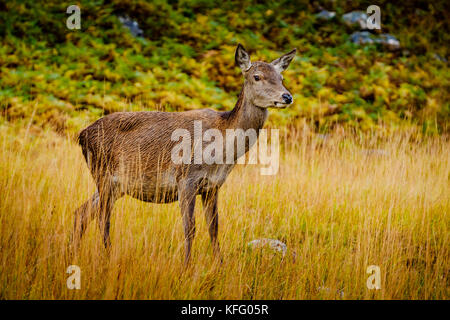 Red deer Hind im Glen etive Highlands von Schottland im Spätherbst. Stockfoto