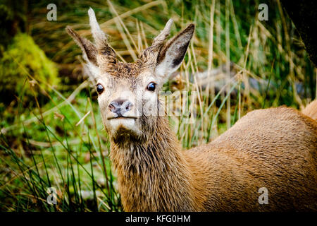 Red deer Hind im Glen etive Highlands von Schottland im Spätherbst. Stockfoto