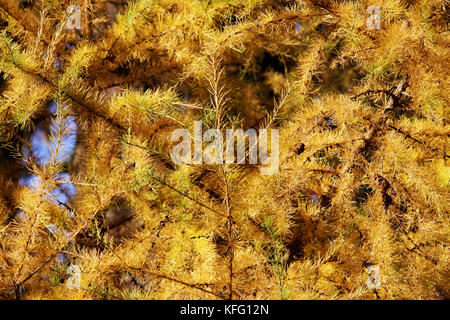 Lärche Filialen mit Gelb goldenen Nadeln im Herbst fallen im Park Stockfoto