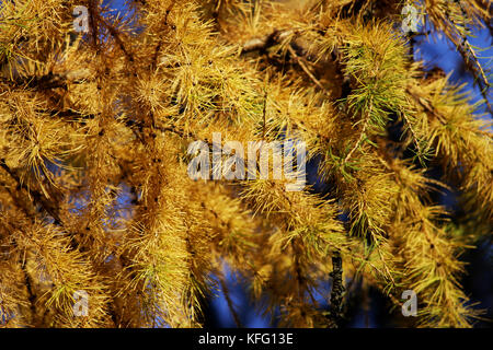 Lärche Filialen mit Gelb goldenen Nadeln im Herbst fallen im Park Stockfoto