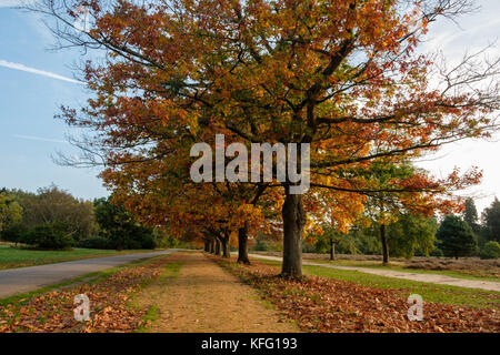 Eine Linie der Eichen Herbstliche drehen Stockfoto