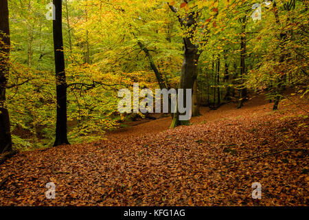 Herbst bei Burnham Beeches Stockfoto