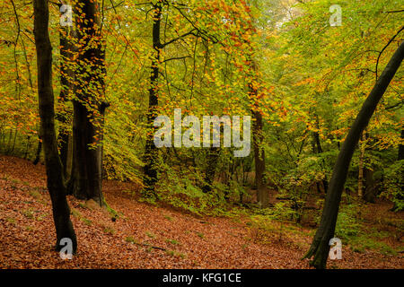 Herbst bei Burnham Beeches Stockfoto