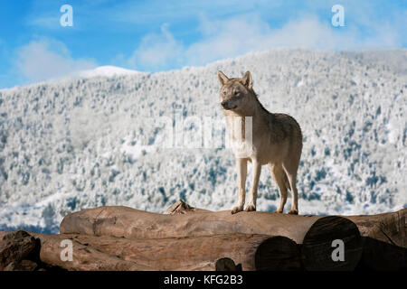 Wolf auf das Holz mit einem schneebedeckten Berge im Hintergrund. Stockfoto